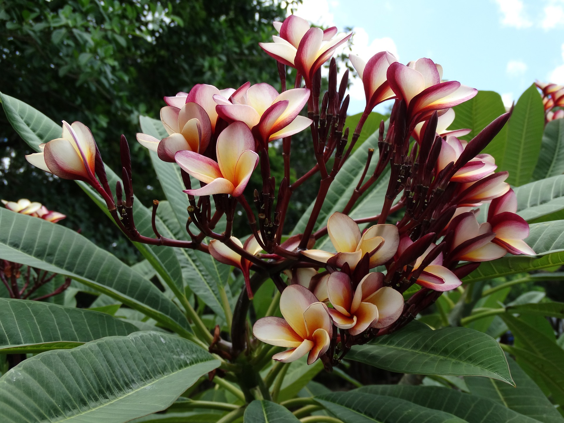 Pink and yellow frangipani flowers surrounded by leaves