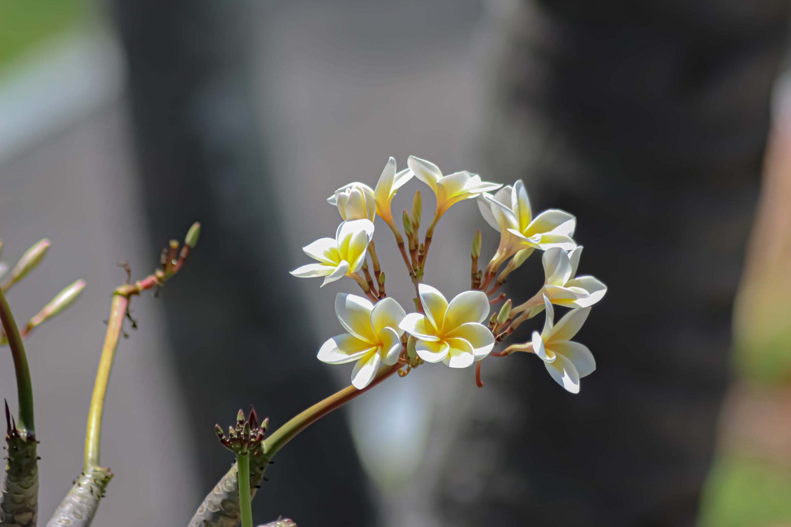 White and yellow frangipani or plumeria flowers on a tree